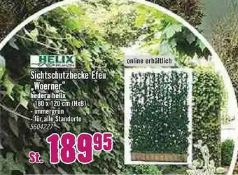 Hornbach Helix Sichtschutzhecke Efeu „woerner” Angebot