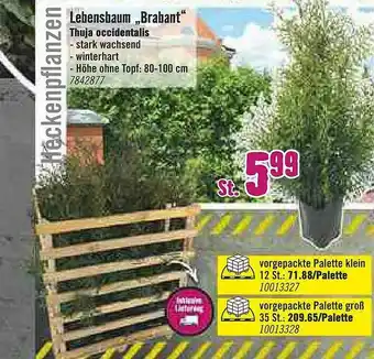 Hornbach Lebensbaum „brabant” Thuja Occidentalis Angebot