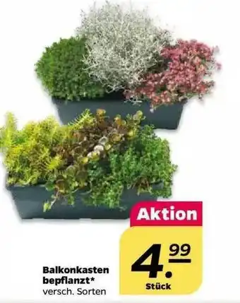 NETTO Balkonkasten Bepflanzt Angebot