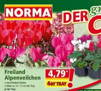 Norma Freiland Alpenveilchen Angebot