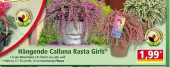 Norma Hängende Calluna Rasta Girls Angebot