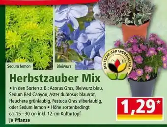 Norma Herbstzauber Mix Angebot