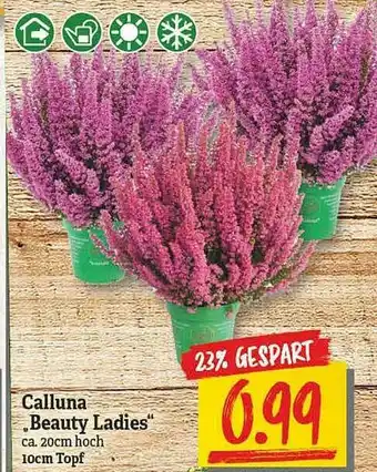 NP Discount Calluna Beauty Ladies Angebot