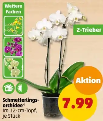 PENNY Schmetterlingsorchidee 2-Trieber Angebot