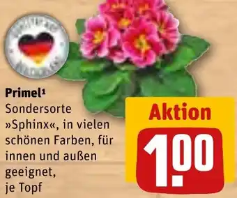 REWE Primel Angebot