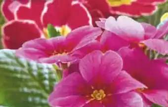 Netto Marken-Discount Primeln Angebot