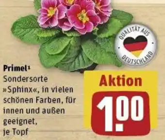 REWE Primel Sondersorte Angebot