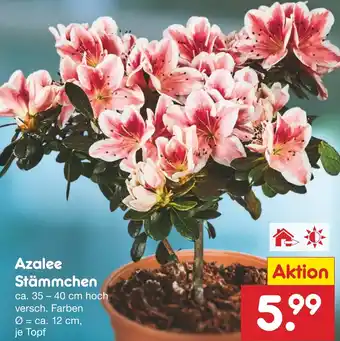 Netto Marken-Discount Azalee Stämmchen Angebot