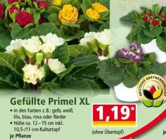 Norma Gefüllte Primel XL Angebot