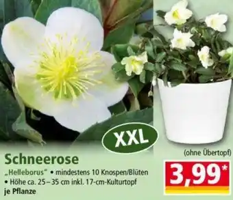 Norma Schneerose Angebot