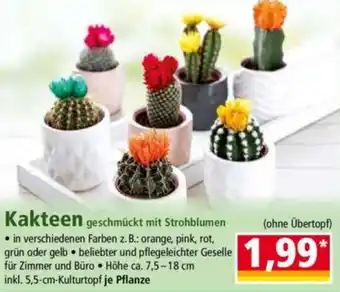 Norma Kakteen Angebot