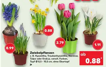 Kaufland Zwiebelpflanzen Angebot