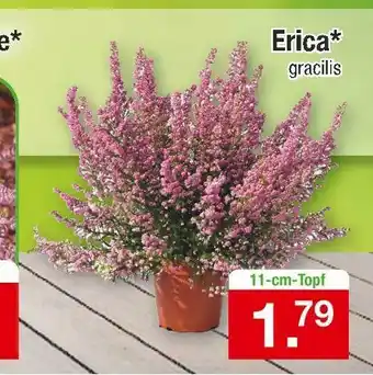 Zimmermann Zimmermanns blütenpracht erica Angebot