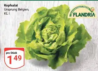 Globus Kopfsalat Angebot