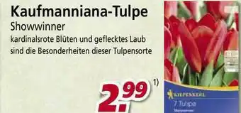 bauSpezi Kaufmanniana-tulpe Angebot