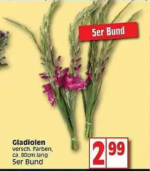 Edeka Gladiolen Angebot