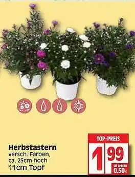 Edeka Herbstastern Angebot