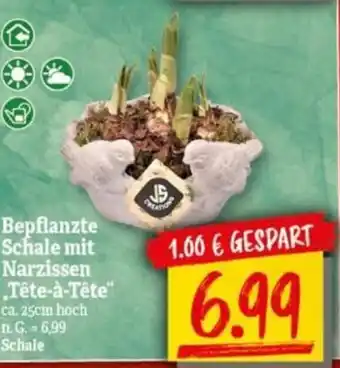 NP Discount Bepflanzte Schale mit Narzissen "Tête-à-Tête" Angebot