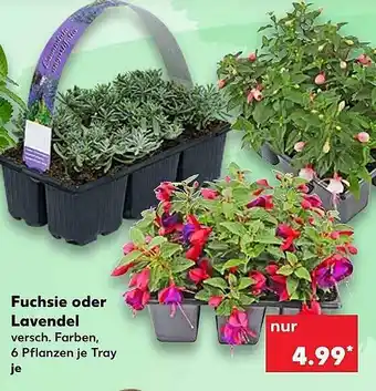 Kaufland Fuchsie Oder Lavendel Angebot