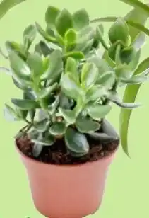 Thomas Philipps Crassula im 12 cm Topf Angebot