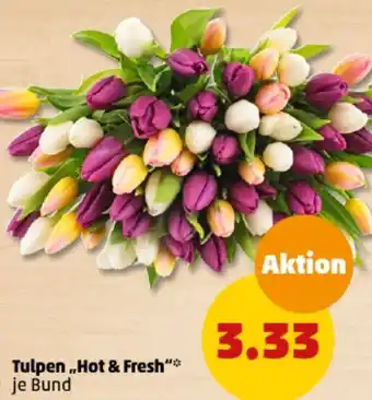 PENNY Tulpen ,,Hot & Fresh" Angebot