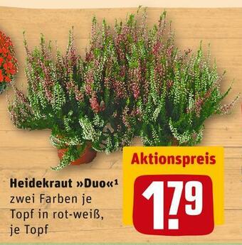 REWE Heidekraut »duo« Angebot