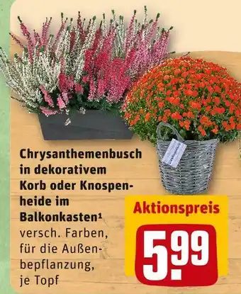 REWE Chrysanthemenbusch Angebot