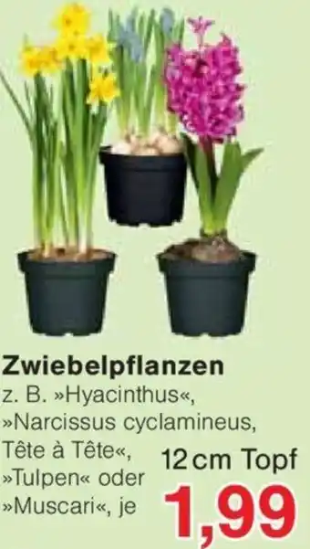 Jawoll Zwiebelpflanzen 12 cm Topf Angebot