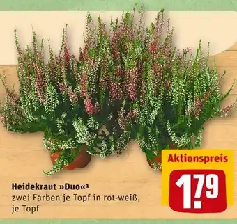 REWE Heidekraut "duo" Angebot