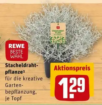 REWE Rewe beste wahl stacheldrahtpflanze Angebot