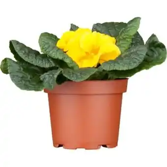 OBI Kissenprimel Primula Acaulis Angebot