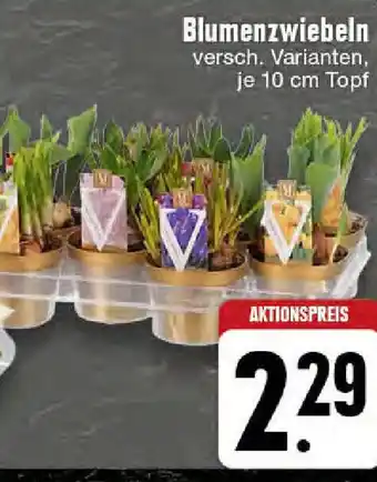 Edeka Blumenzwiebeln 10 cm Topf Angebot