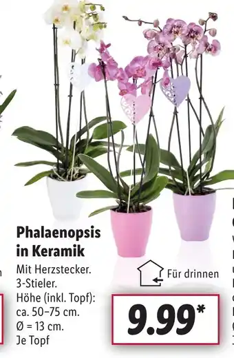 Lidl Phalaenopsis in Keramik Angebot