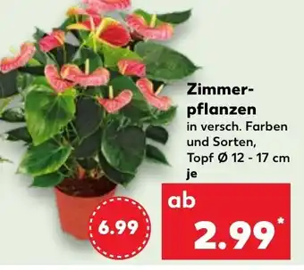 Kaufland Zimmer-pflanzen Angebot