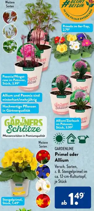 Aldi Süd GARDENLINE Primel oder Allium Angebot