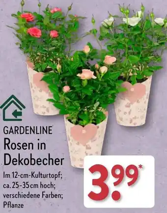 Aldi Nord GARDENLINE Rosen in Dekobecher Angebot