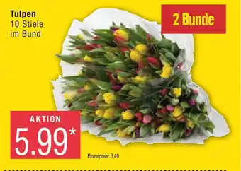 Marktkauf Tulpen 2 Bunde Angebot