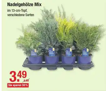 V Baumarkt Nadelgehölze Mix Angebot