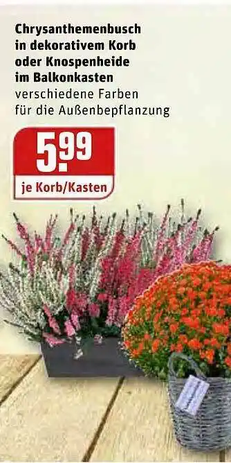 REWE Kaufpark Chrysanthemenbsch In Dekorativem Korb Oder Knospenheide Im Balkonkasten Angebot