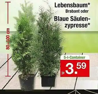 Zimmermann Lebensbaum Brabant Oder Blaue Säulen-zypresse Angebot