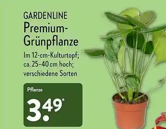 Aldi Nord Gardenline Premium- Grünplanze Angebot