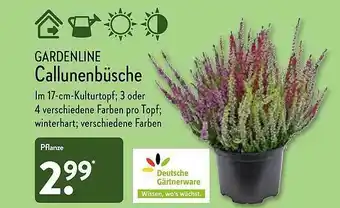 Aldi Nord Gardenline Callunenbüsche Angebot