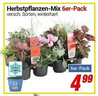 CENTERSHOP Herbstpflanzen-mix 6er-pack Angebot