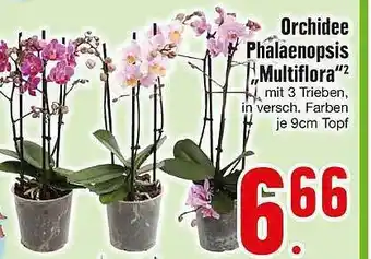 Edeka Orchidee Phalaenopsis „multiflora” Angebot