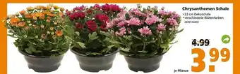 Globus Baumarkt Chrysanthmen Schale Angebot