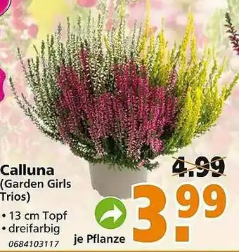 Globus Baumarkt Calluna (garden Girls Trios) Angebot