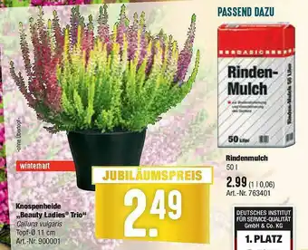 Hellweg Knospenheide „beauty Ladies Trio” Angebot