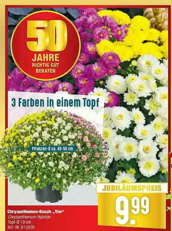 Hellweg Chrysanthemen-busch „trio” Angebot