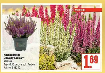 Hellweg Knospenheide „beauty Ladies” Angebot