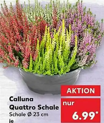 Kaufland Callune Quattro Schale Angebot